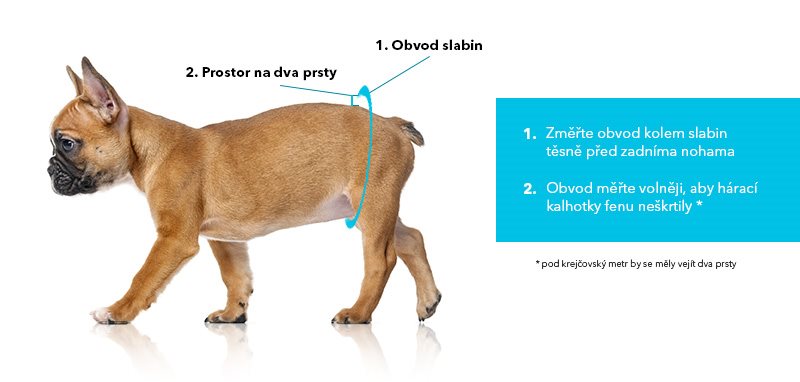 Měření psa kalhotky