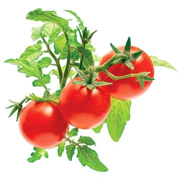 E-shop Click And Grow Mini-Tomaten