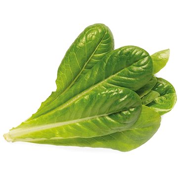 E-shop Click and Grow Römischer Salat