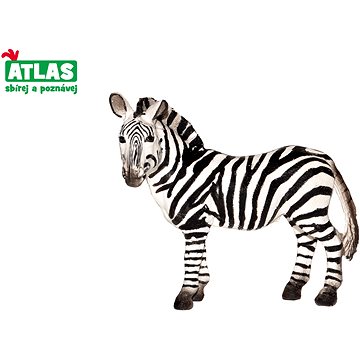 Atlas Zebra
