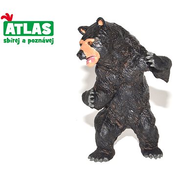 Atlas Medvěd baribal
