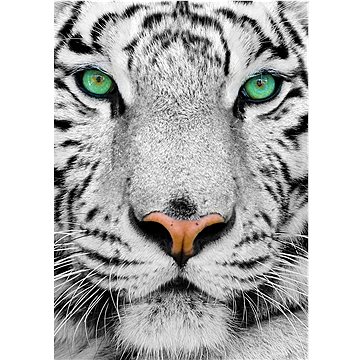 Enjoy Bílý sibiřský tygr 1000 dílků