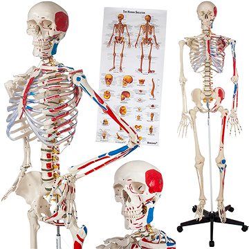 Anatomický model lidská kostra 180 cm s označením svalů a kostí bílý